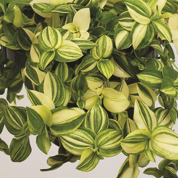 Zebra Yellow Wandering Jew