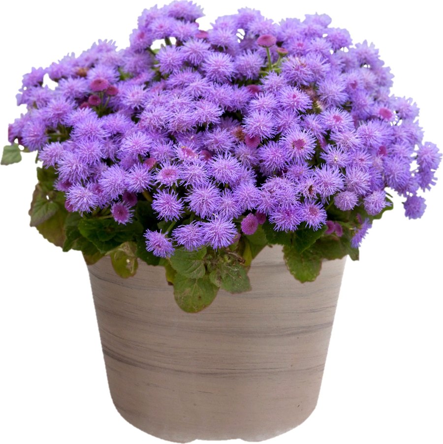 Ageratum