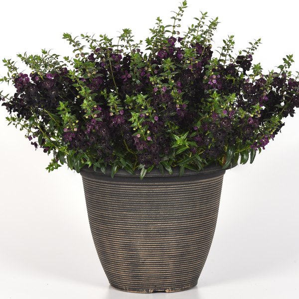 Black Angelflare Angelonia