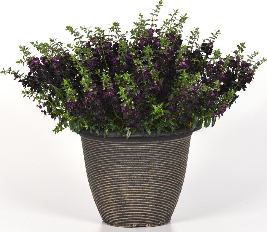 Ageratum and Angelonia