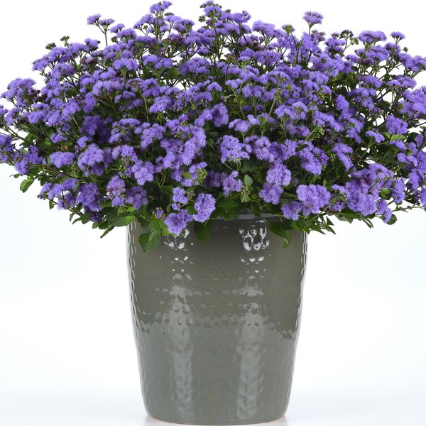 Ageratum and Angelonia