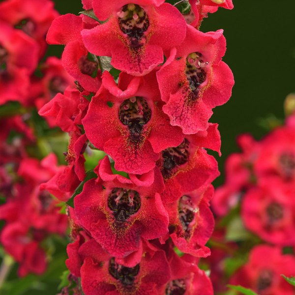 Archangel Angelonia