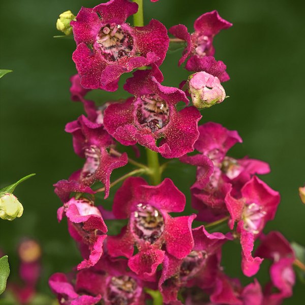 Fuchsia Archangel Angelonia