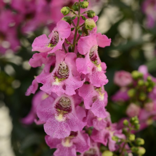 Pink Archangel Angelonia