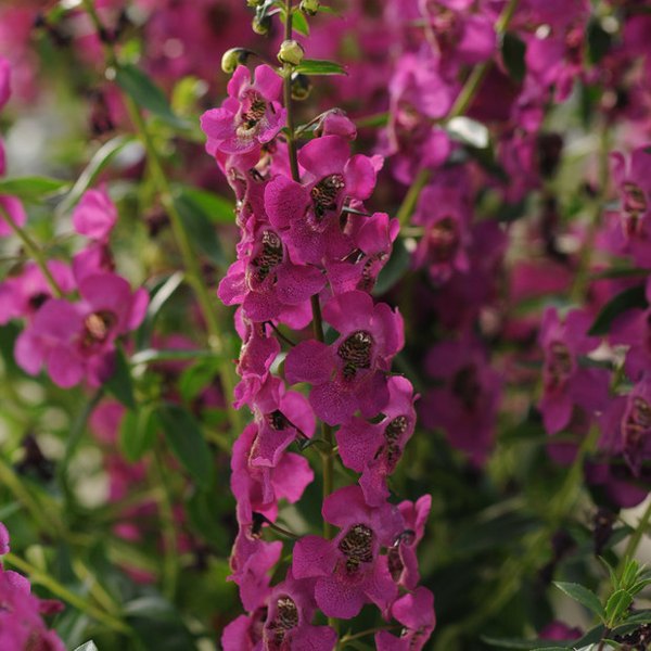 Raspberry Archangel Angelonia