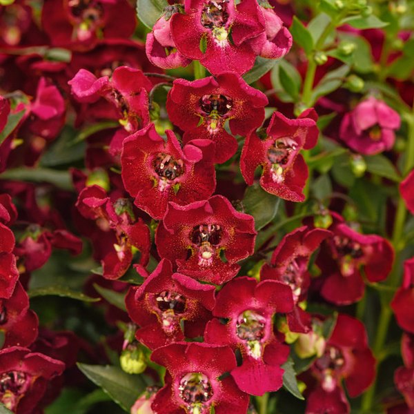 Ruby Sangria Archangel Angelonia