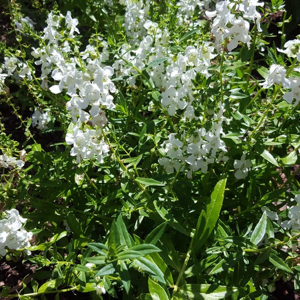 White Archangel Angelonia