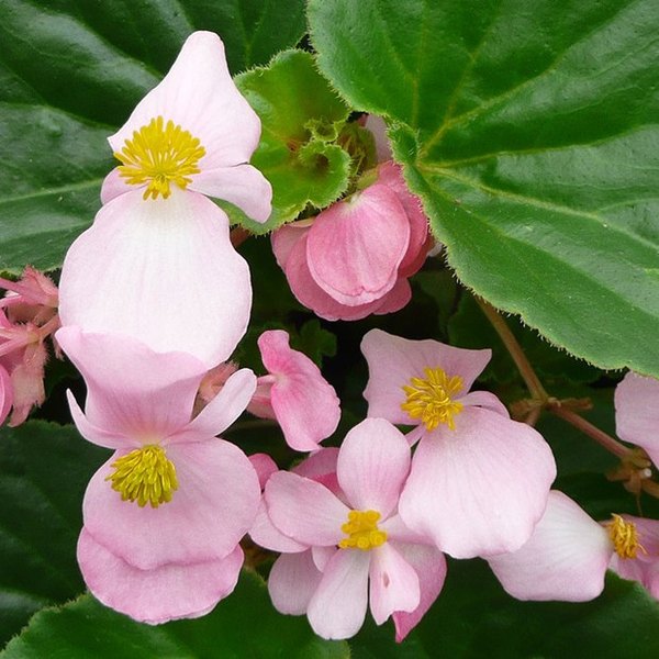 BabyWing Begonia