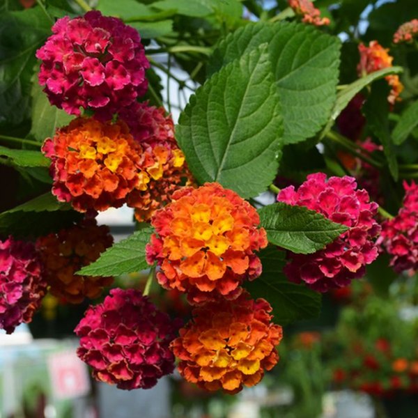 Bandana Lantana