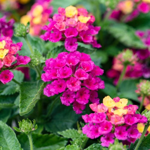 Bandana Lantana