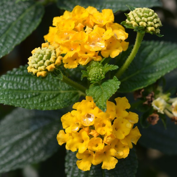 Gold Bandana Lantana