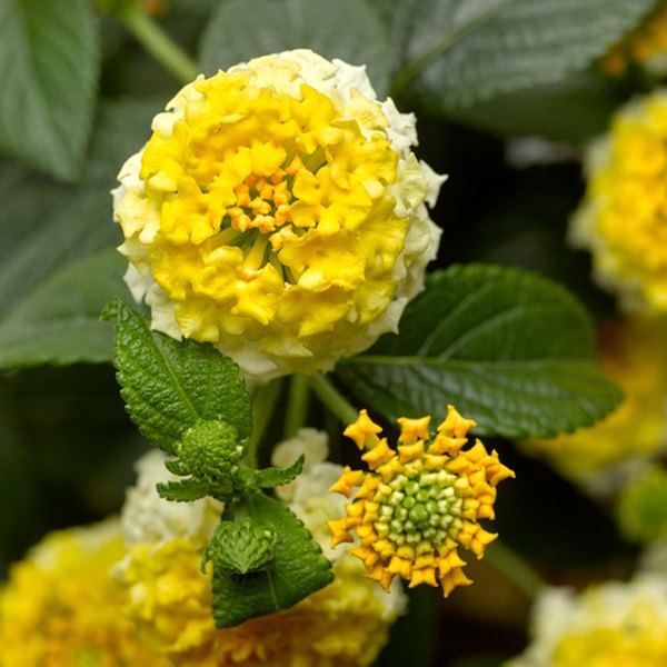 Lemon Zest Bandana Lantana