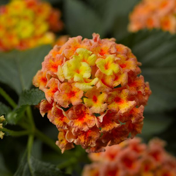 Peach Bandana Lantana