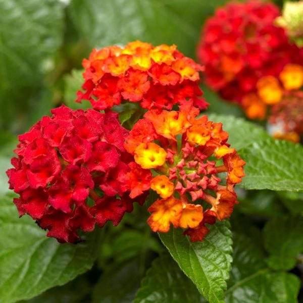 Red Bandana Lantana