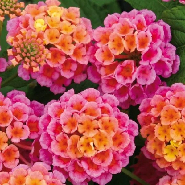 Rose Bandana Lantana