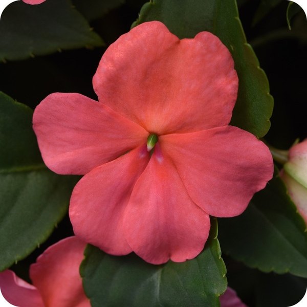 Coral Beacon Impatiens