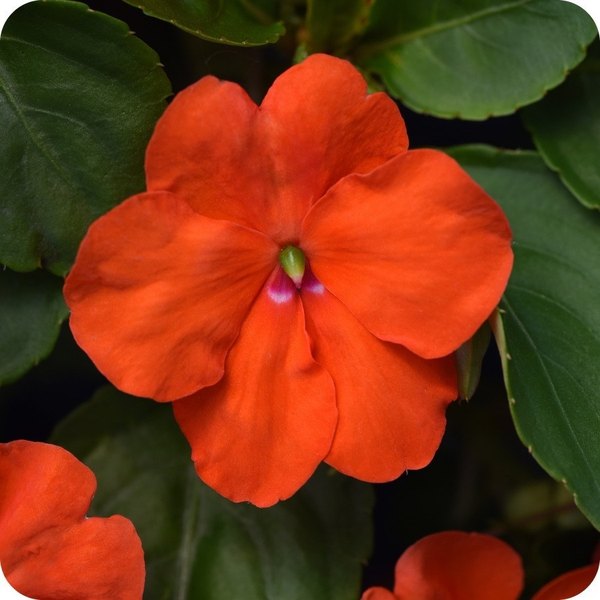 Orange Beacon Impatiens