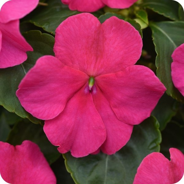 Rose Beacon Impatiens