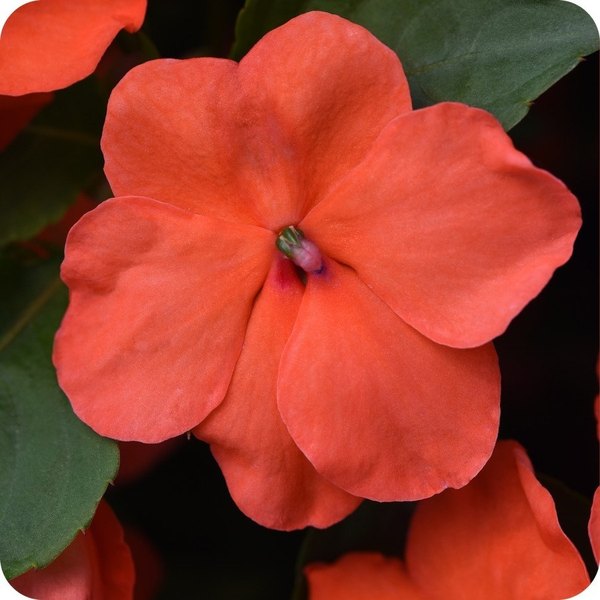 Salmon Beacon Impatiens