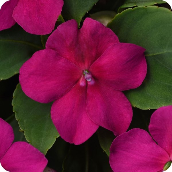 Violet Beacon Impatiens