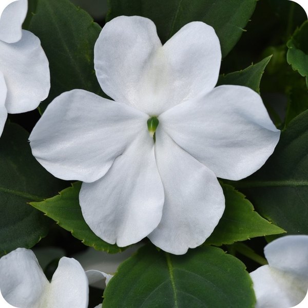White Beacon Impatiens