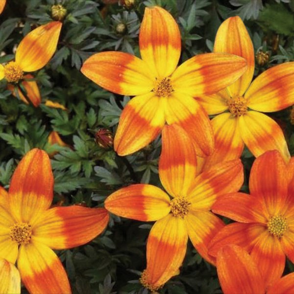 Bidens