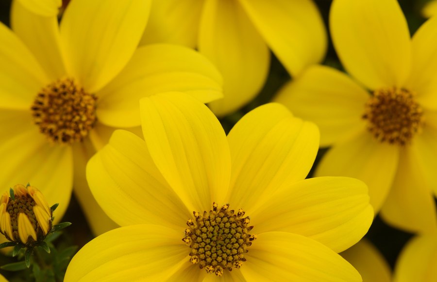 Bidens