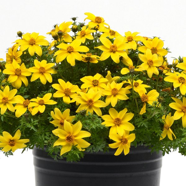 Sun Drop Compact Bidens