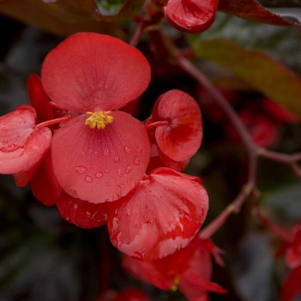 Big Begonia
