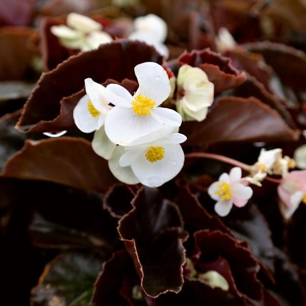 Bronze Leaf White Big Begonia