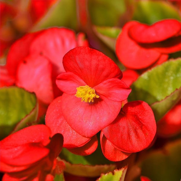 Green Leaf Red Big Begonia