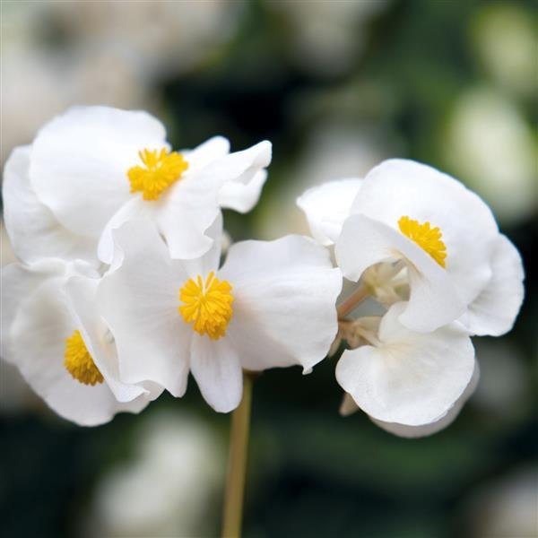 Green Leaf White Big Begonia