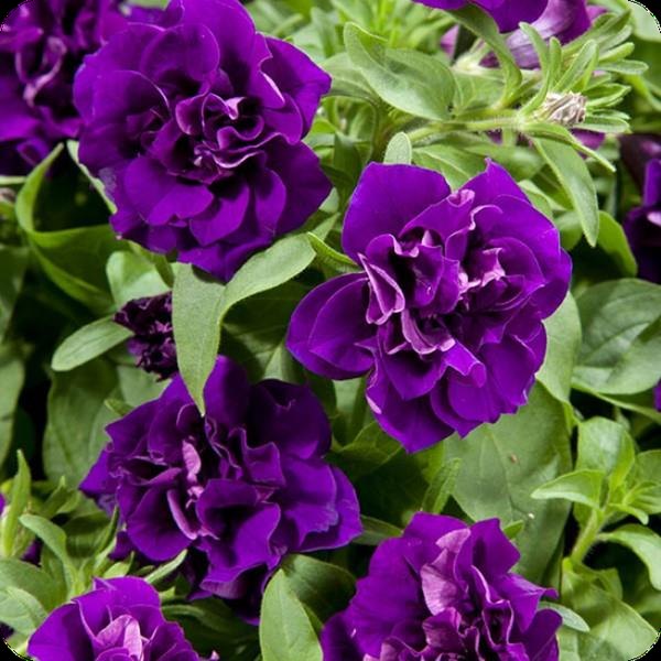 Midnight Velvet Blanket Double Petunias