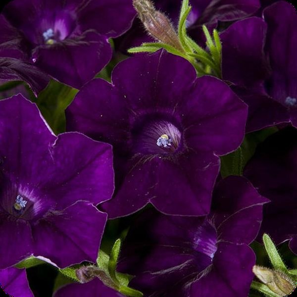 Petunias: Blanket and Blanket Double