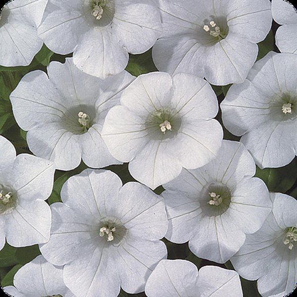 White Blanket Petunias