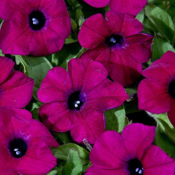 Zinfandel Blanket Petunias