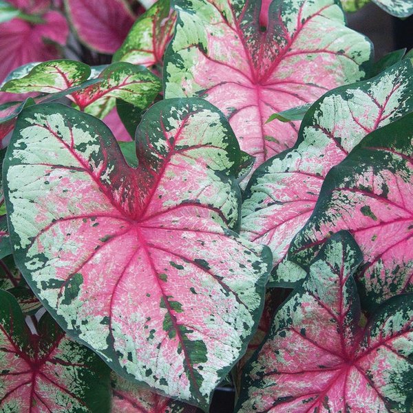 Apple Blossom Caladiums