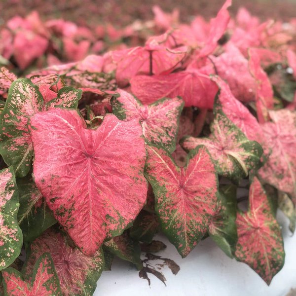 Ballet Slippers Caladiums