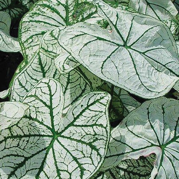 Candidum Sr. Caladiums