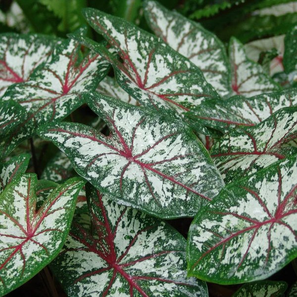 Carousel Caladiums