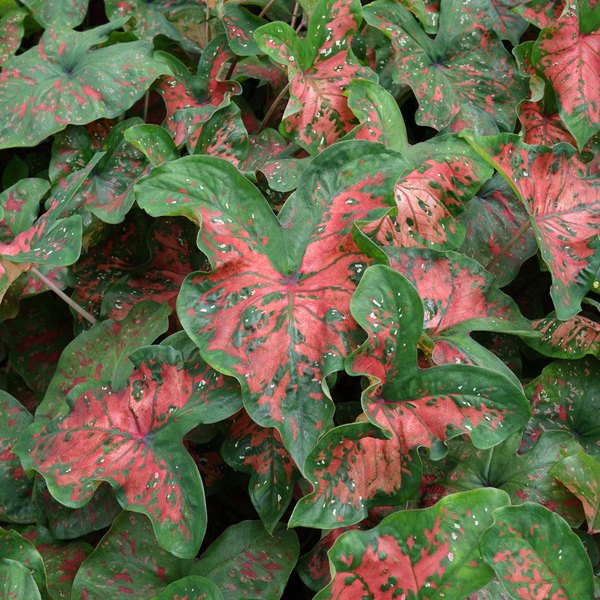 Freckles Caladiums