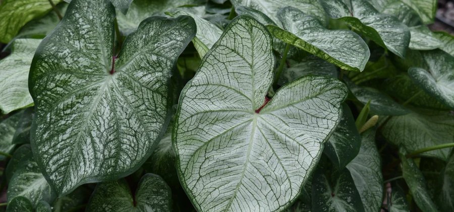 Caladiums