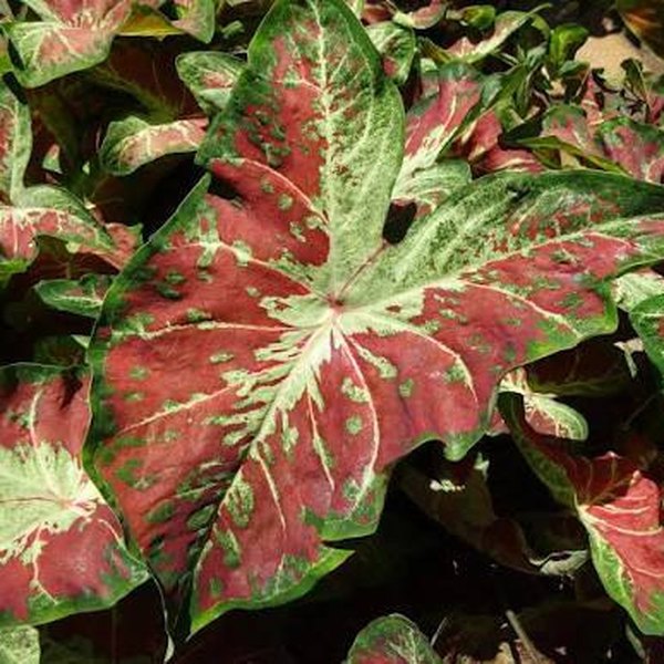 Just Saucy Caladiums