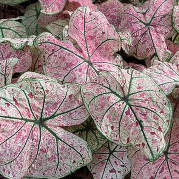 Monument Caladiums