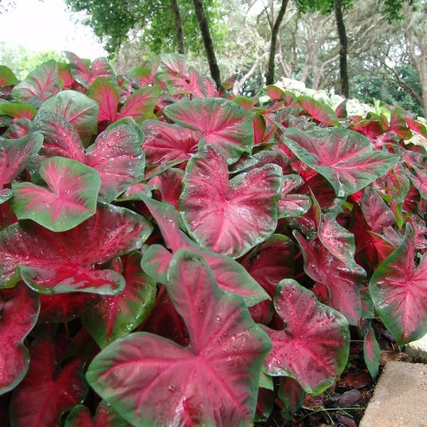 Red Alert Caladiums