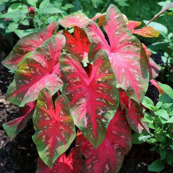 Caladiums