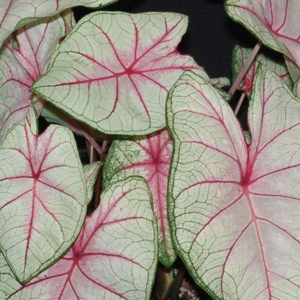 Summer Breeze Caladiums