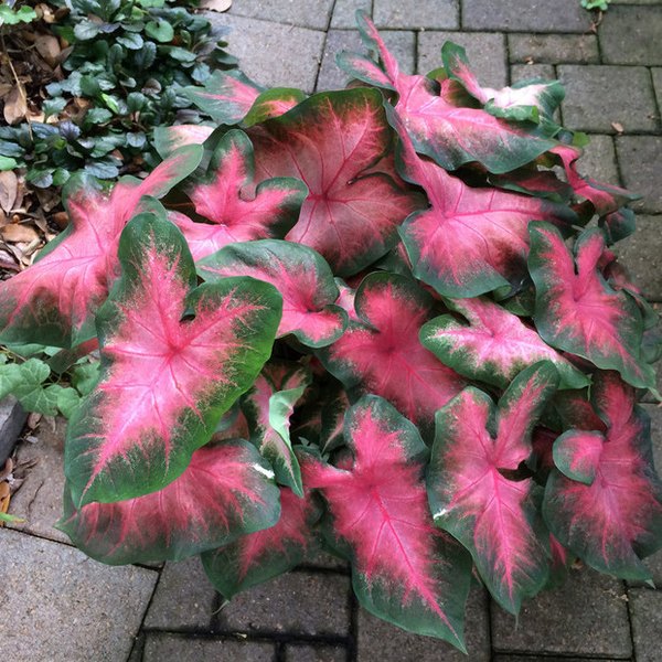 Sunset Pink Caladiums