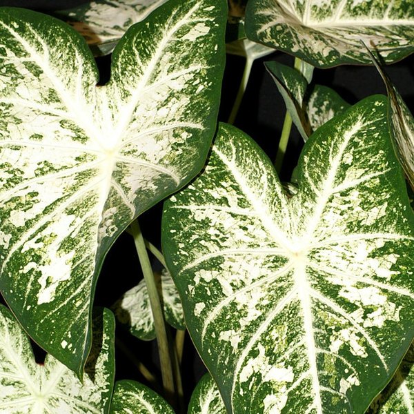 White Cap Caladiums