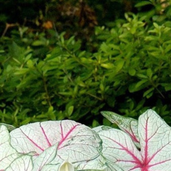 White Queen Caladiums